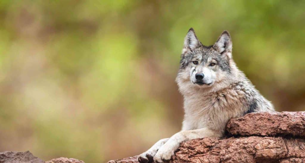 Mexican Gray Wolf