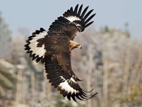 Mexico- Golden Eagle