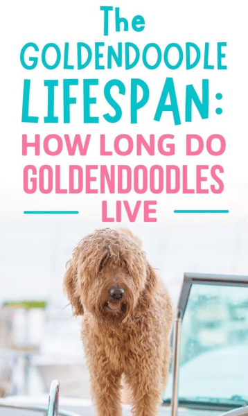 Mini Goldendoodle Lifespan Years of Joy and Companionship