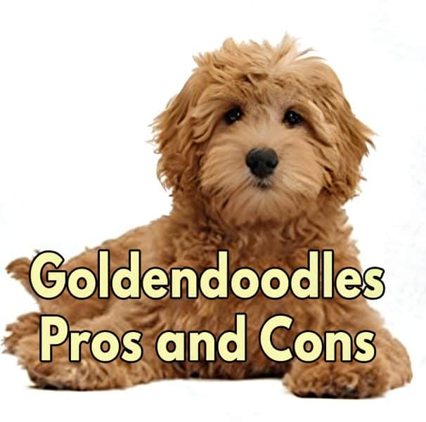 Mini Goldendoodle Pros and Cons What to Consider Before Adopting