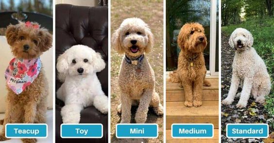 Mini Goldendoodle Size From Size Small to Full-Grown