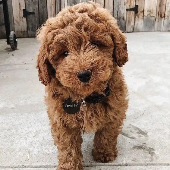 Mini Goldendoodle: Size, Health, Personality, Facts