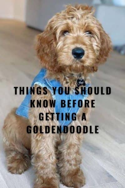 Mini Goldendoodles Health Guide and Characteristics