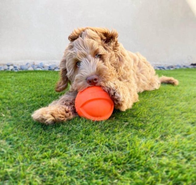 Mini Labradoodle