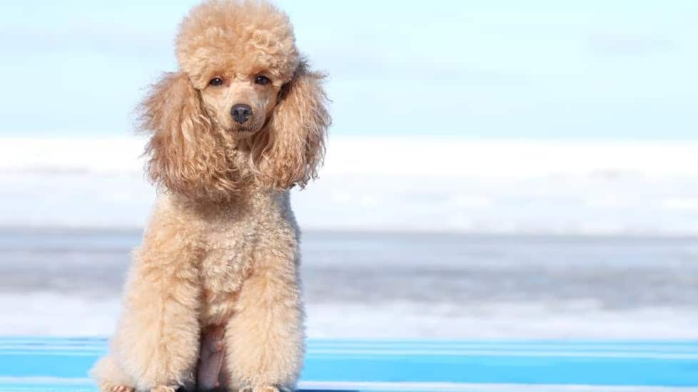 Miniature Baby Poodle Breed