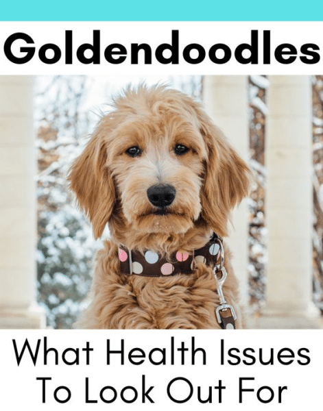 Most Common Mini Goldendoodle Health Issues