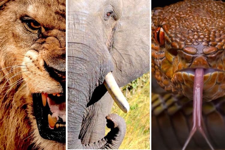 21 Most Dangerous Animal in The World