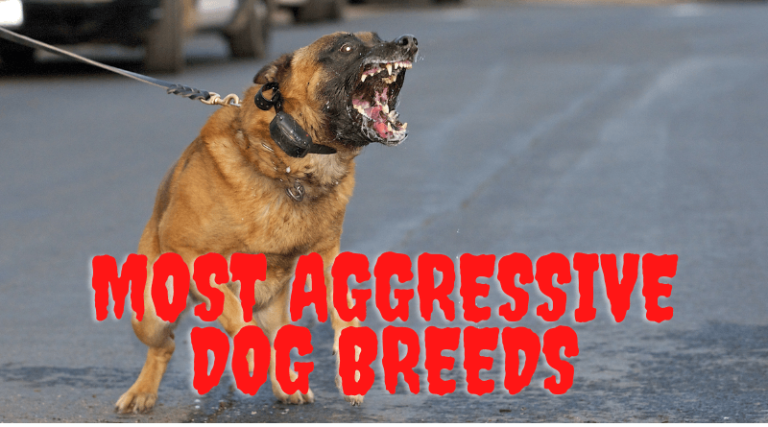 19 Most Dangerous Dogs in The World to Beware Off