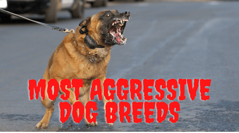 Most Dangerous Dogs in The World to Beware Off