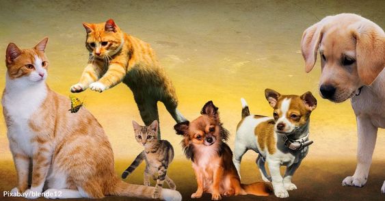 A Global Love Affair: Most Popular Pets in The World