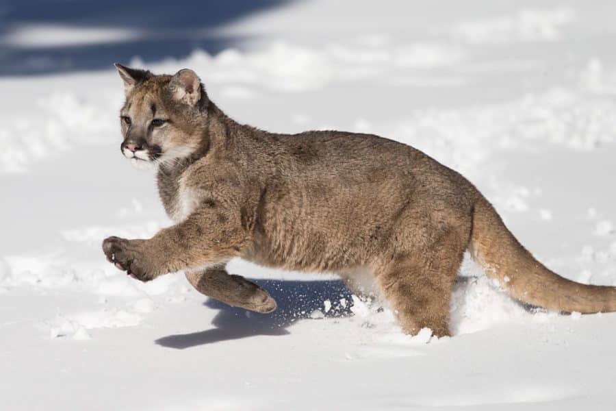 Mountain Lion