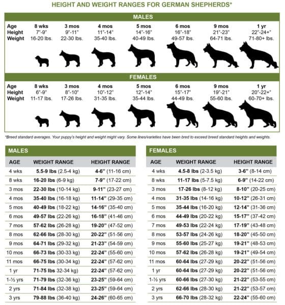 Need for Puppy Weight Chart