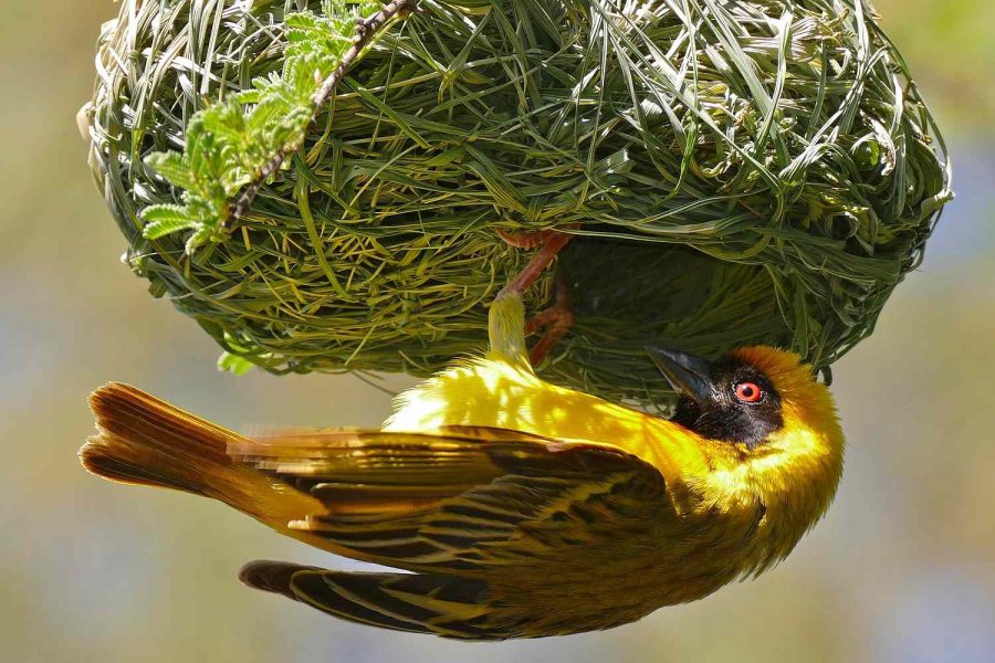 Nest-Building How Do Birds Build Their Nests?