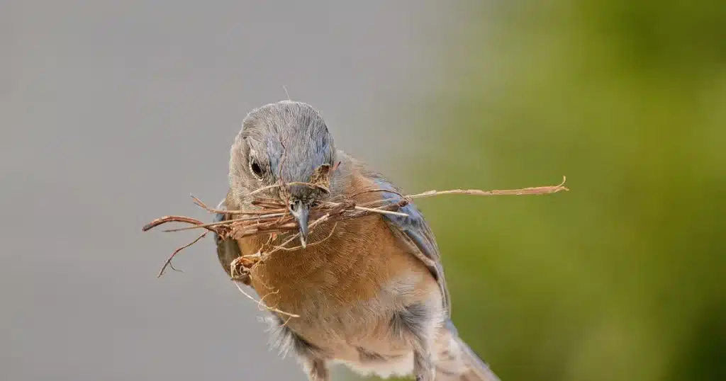 Nest Building Role of Male Birds