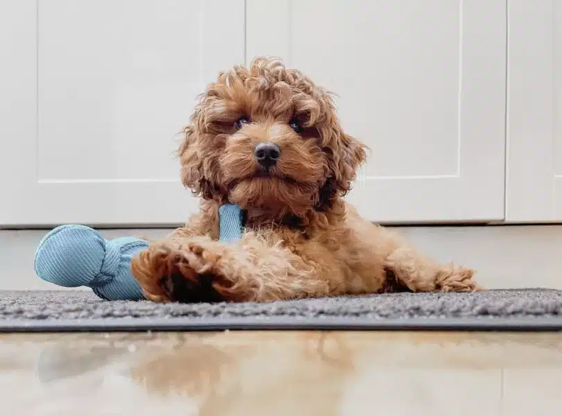 Neutering of Poodle Dogs