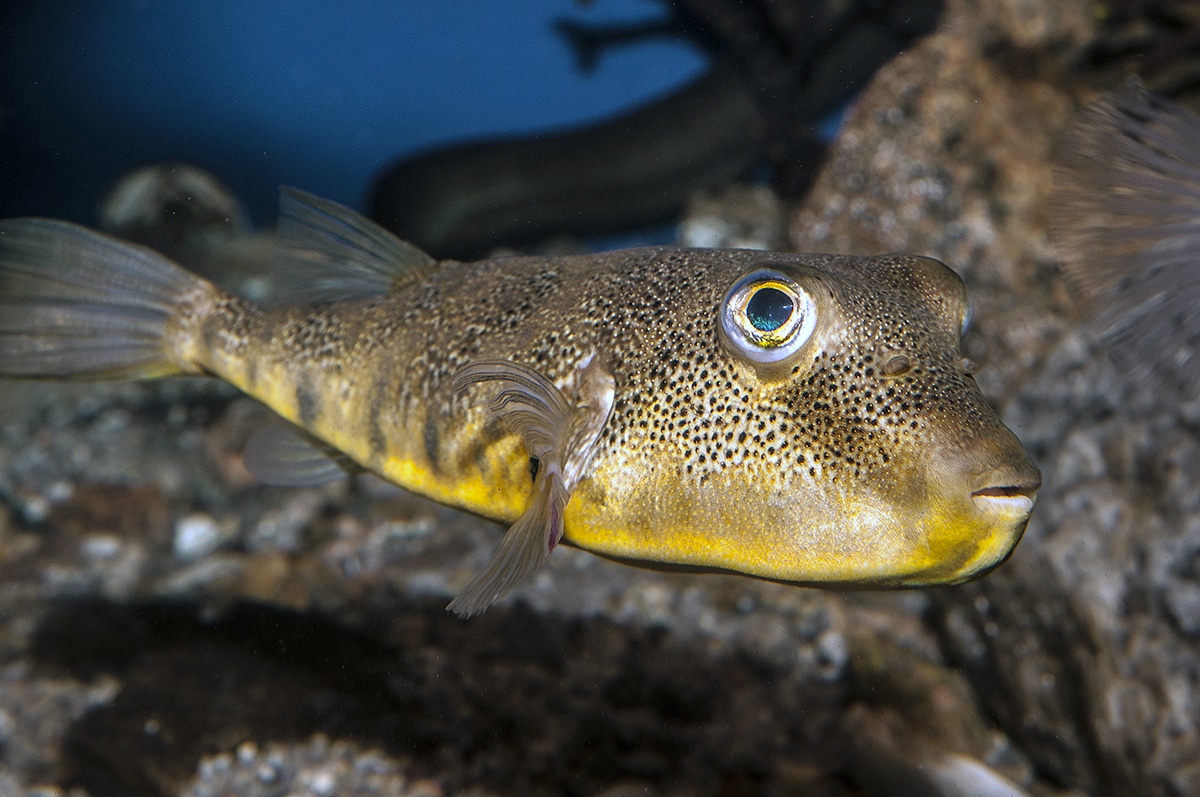 Northern Pufferfish swimming right