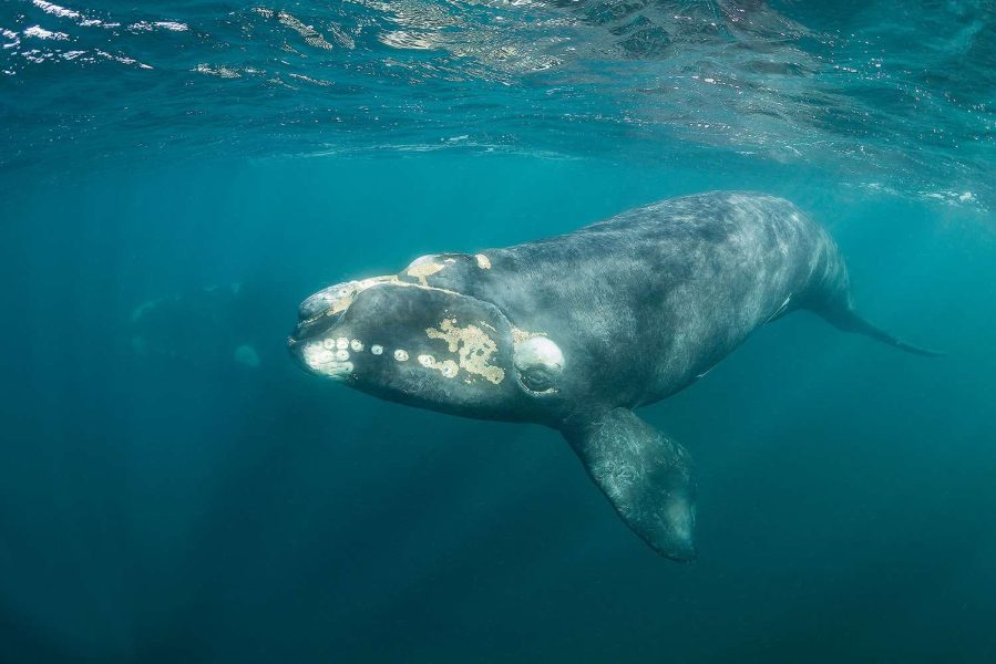 Northern Right Whale