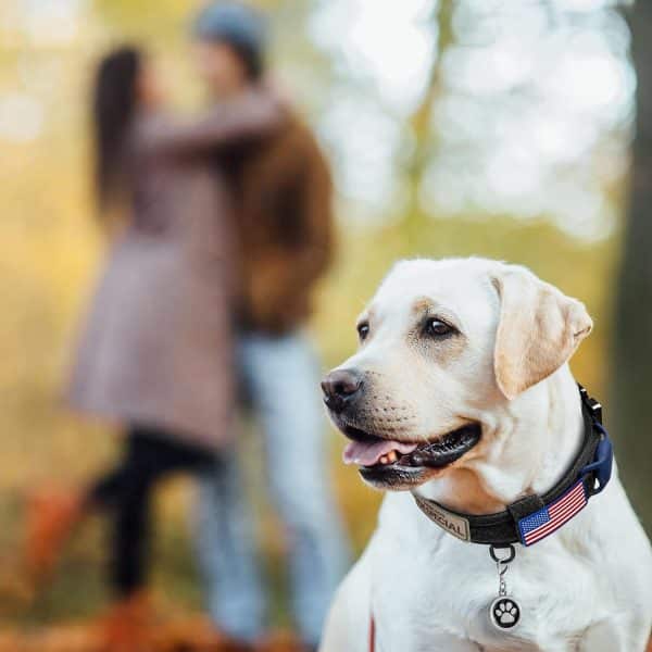 OEBESSA Tactical Dog Collar