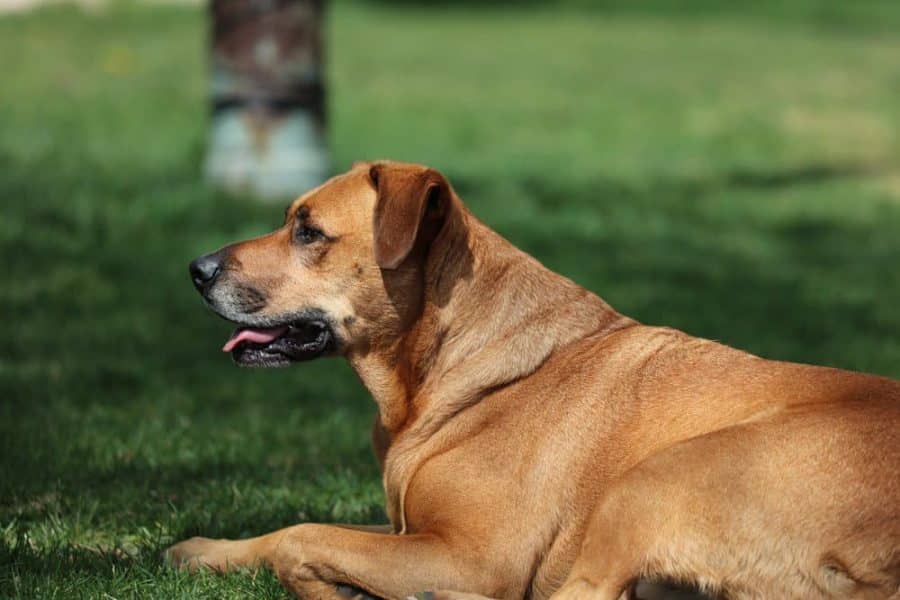 Overview of the Mountain Cur’s Temperament