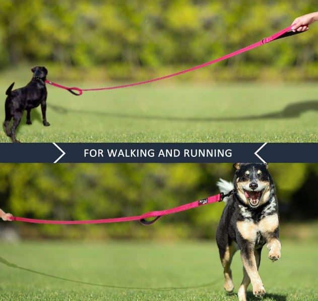 Pioneer Petcore™ Dog Leash