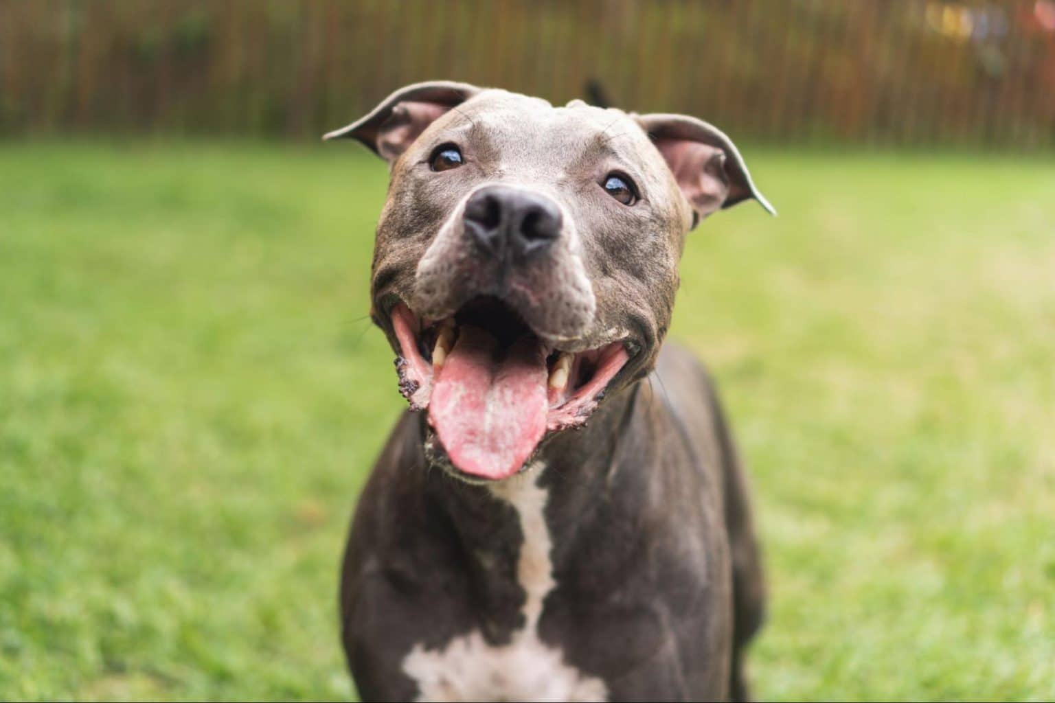 Pit Bull Attacks Statistics: Bite Count, Facts, and Deaths - Pet Abuse