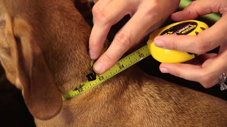 Pit Bull Dog Collar Sizing Guide How to Properly Fit Your Dog Collar?