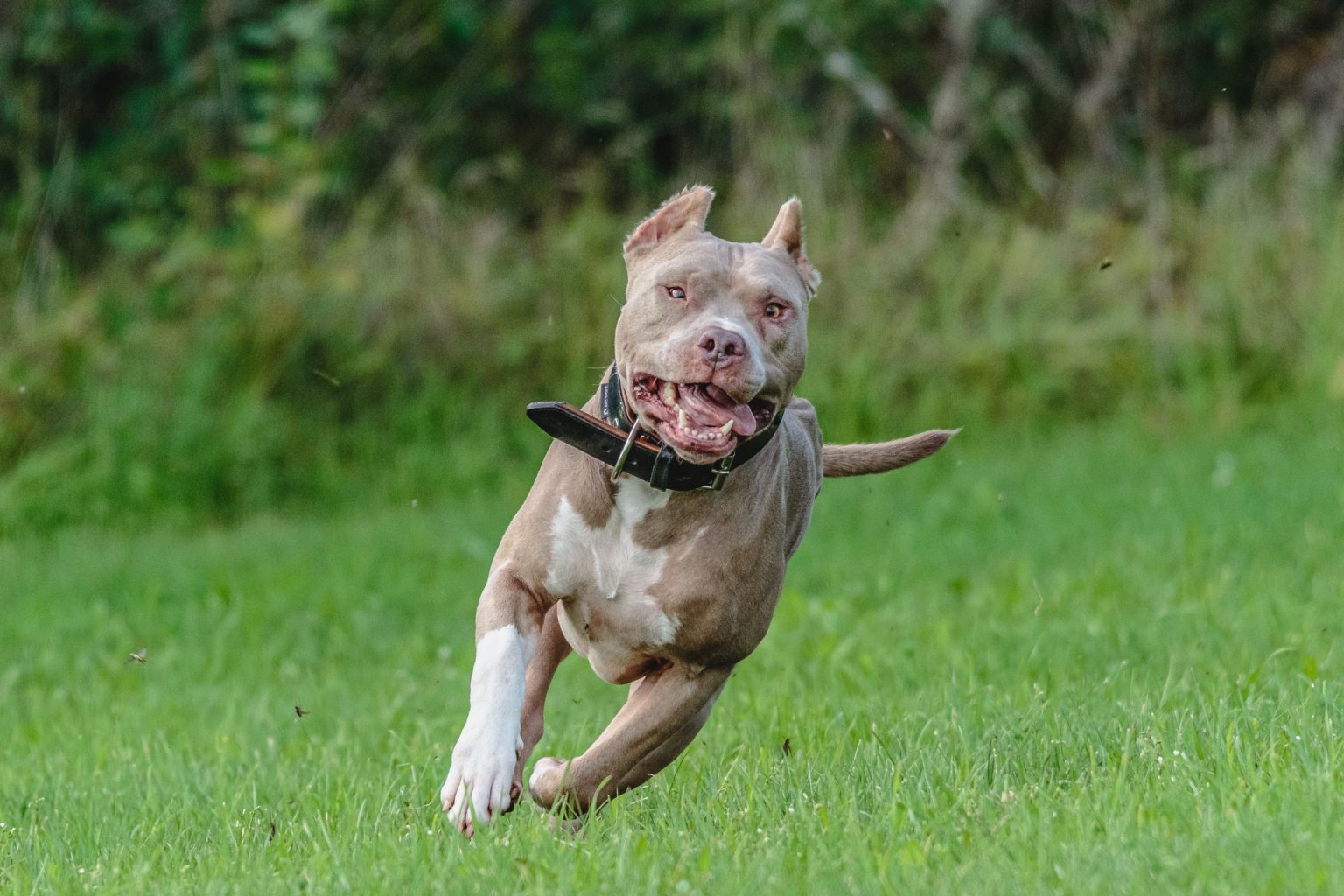 Pit Bull Attacks Statistics: Bite Count, Facts, and Deaths - Pet Abuse