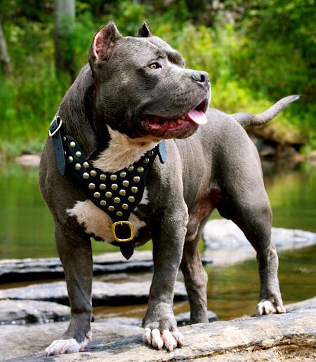 Pit Bull Perfection: Top 11 Collars for Your Furry Friend