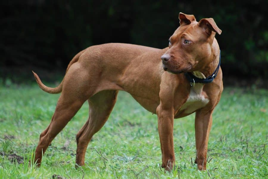 Pitbull Terrier Americano