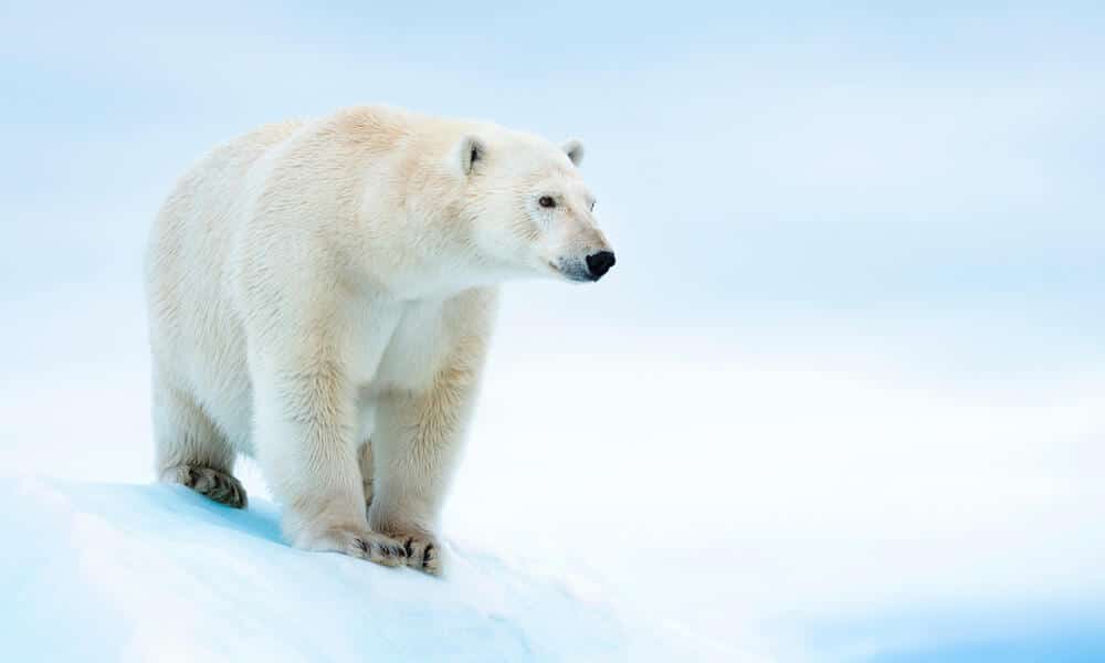 polar bear 