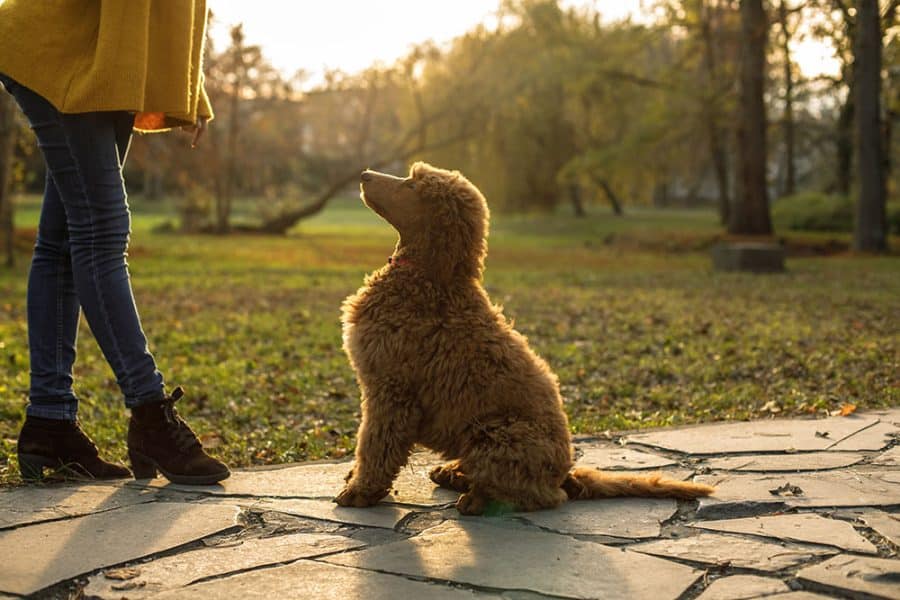 Unrecognizable woman training her poodle to do dog tricks while on a walk at the park