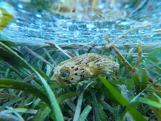 Porcupine Pufferfish