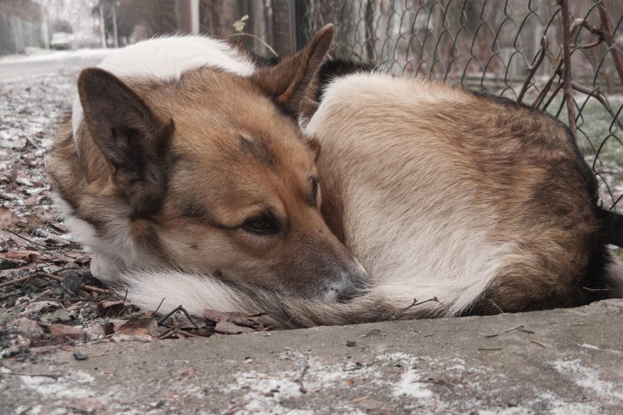 Possible Reasons for Dogs to Dig Under the Fence