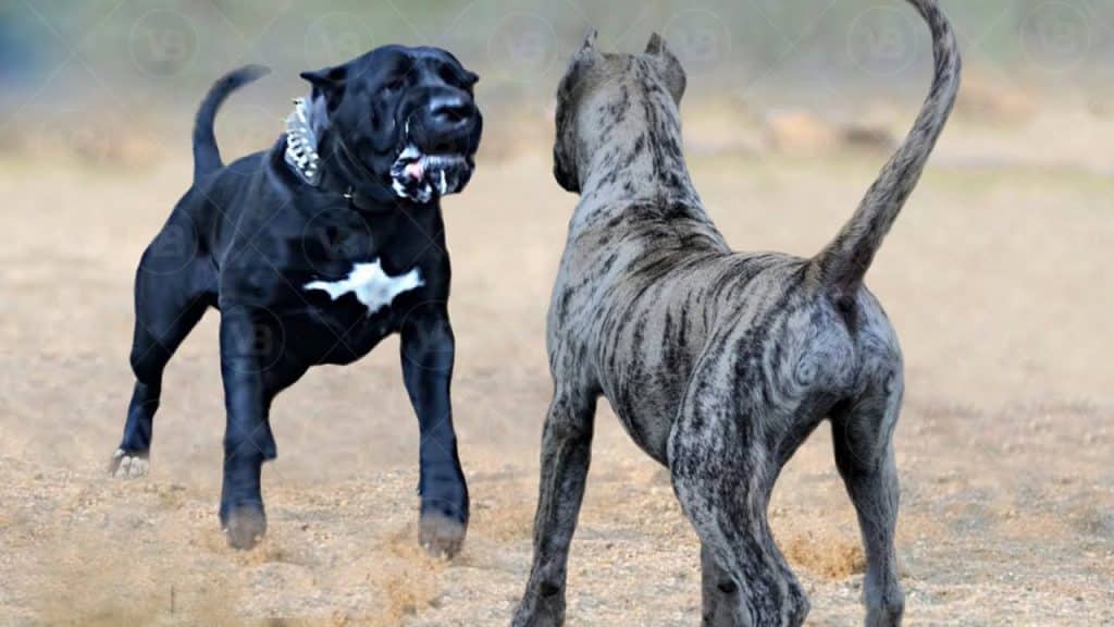 Presa Canario