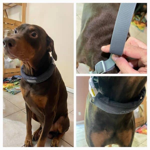 Pros and Cons of Halo Dog Collar