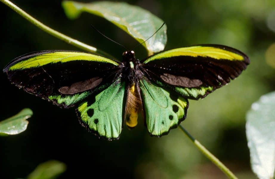 Queen Alexandra's Birdwing