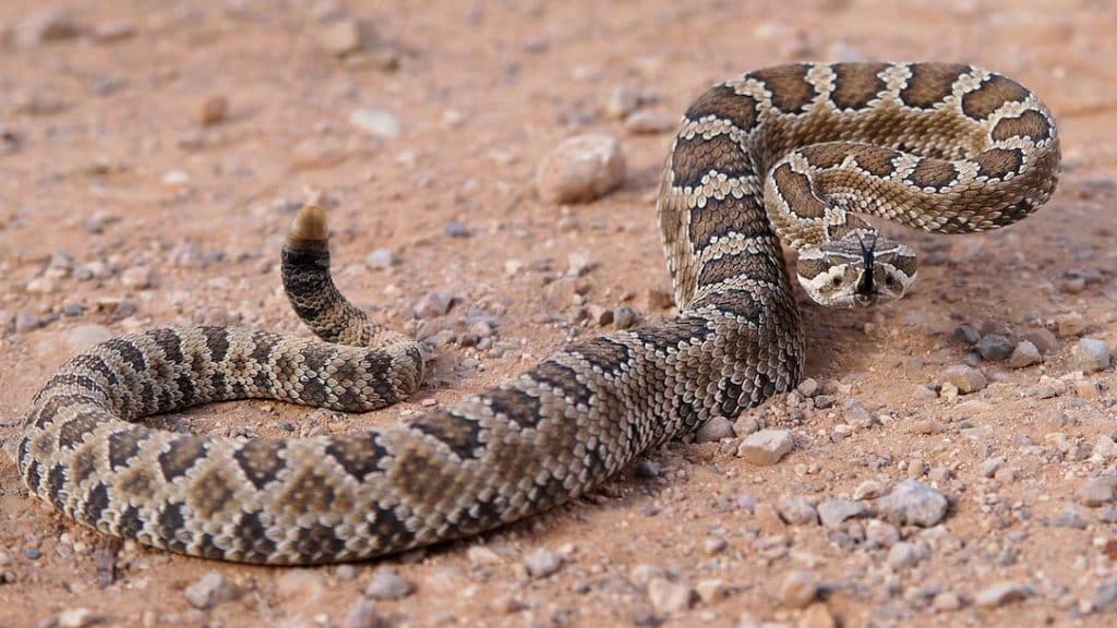 Rattlesnake