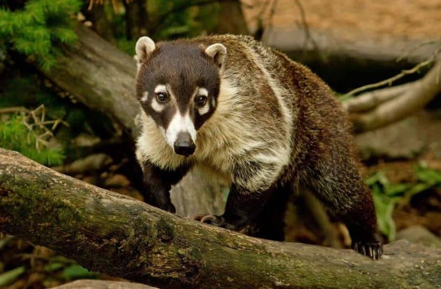 Reasons Why Coatis Don't Make Good Pets