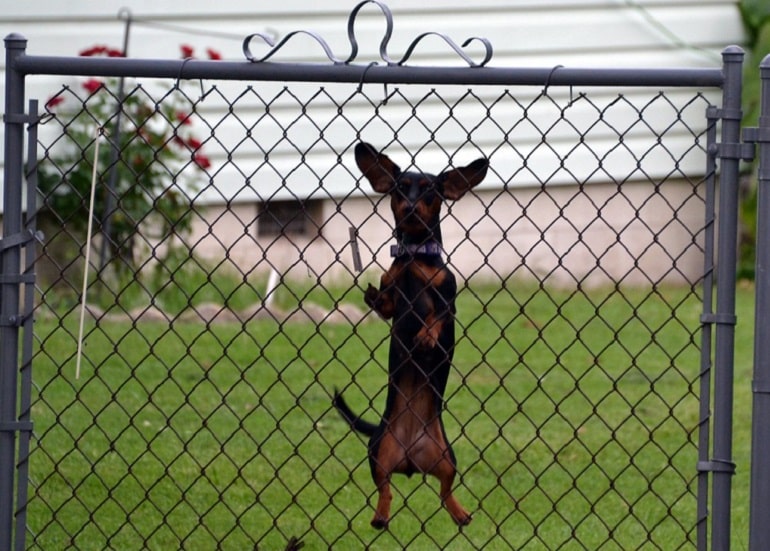 Reasons Why Your Dog is Jumping the Fence