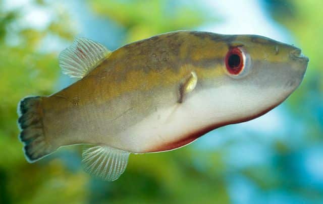 Red-Eyed Pufferfish