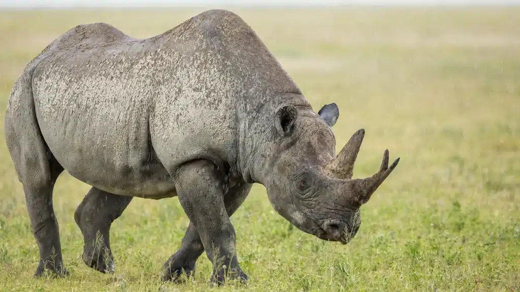 Rhinoceros