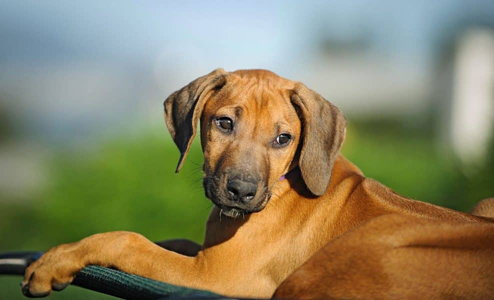 Rhodesian Ridgeback