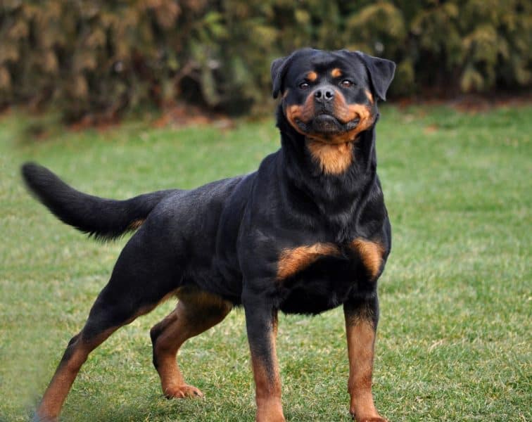 Rottweiler