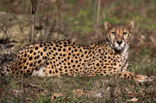 Saharan Cheetah