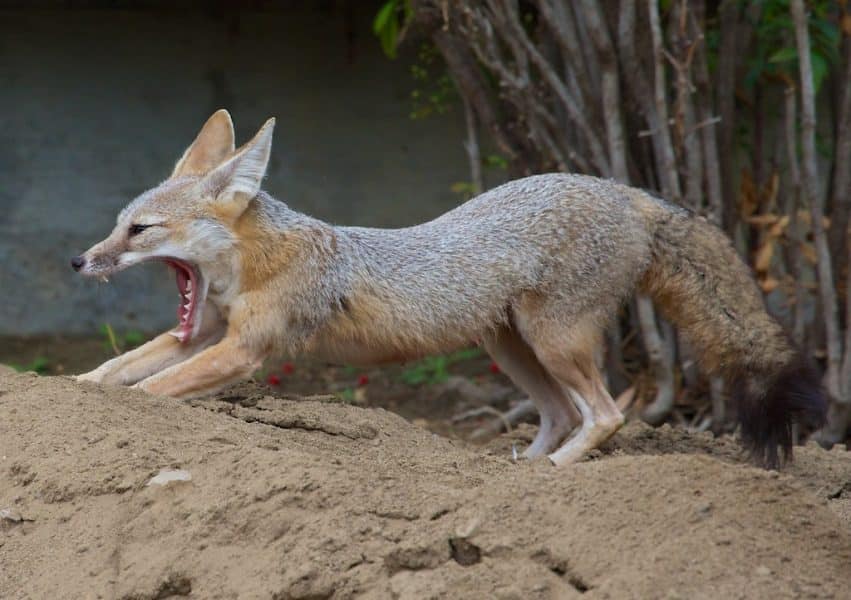 San Joaquin Kit Fox