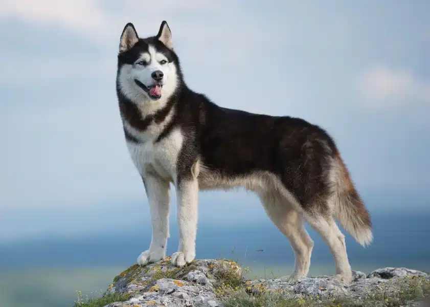 Siberian Husky