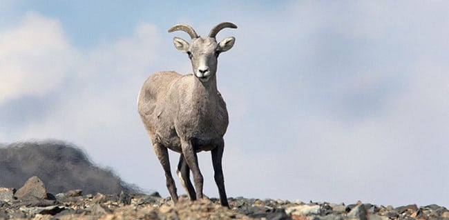 Sierra Nevada Bighorn Sheep