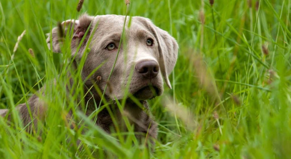 Silver Lab Dog Breed: Size, Characteristics and Health Guide