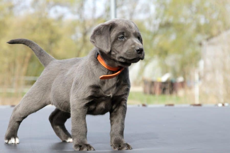 Silver Labrador Pros & Cons What to Consider Before Adopting