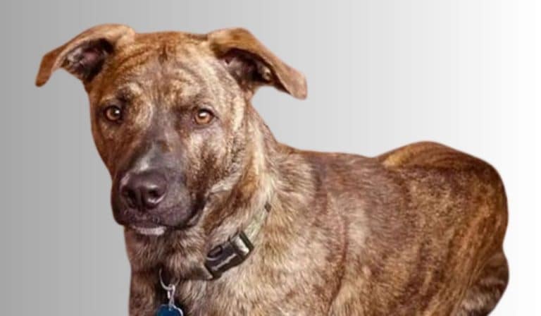 Mountain Cur 101: Size, Characteristics, & Health Guide!